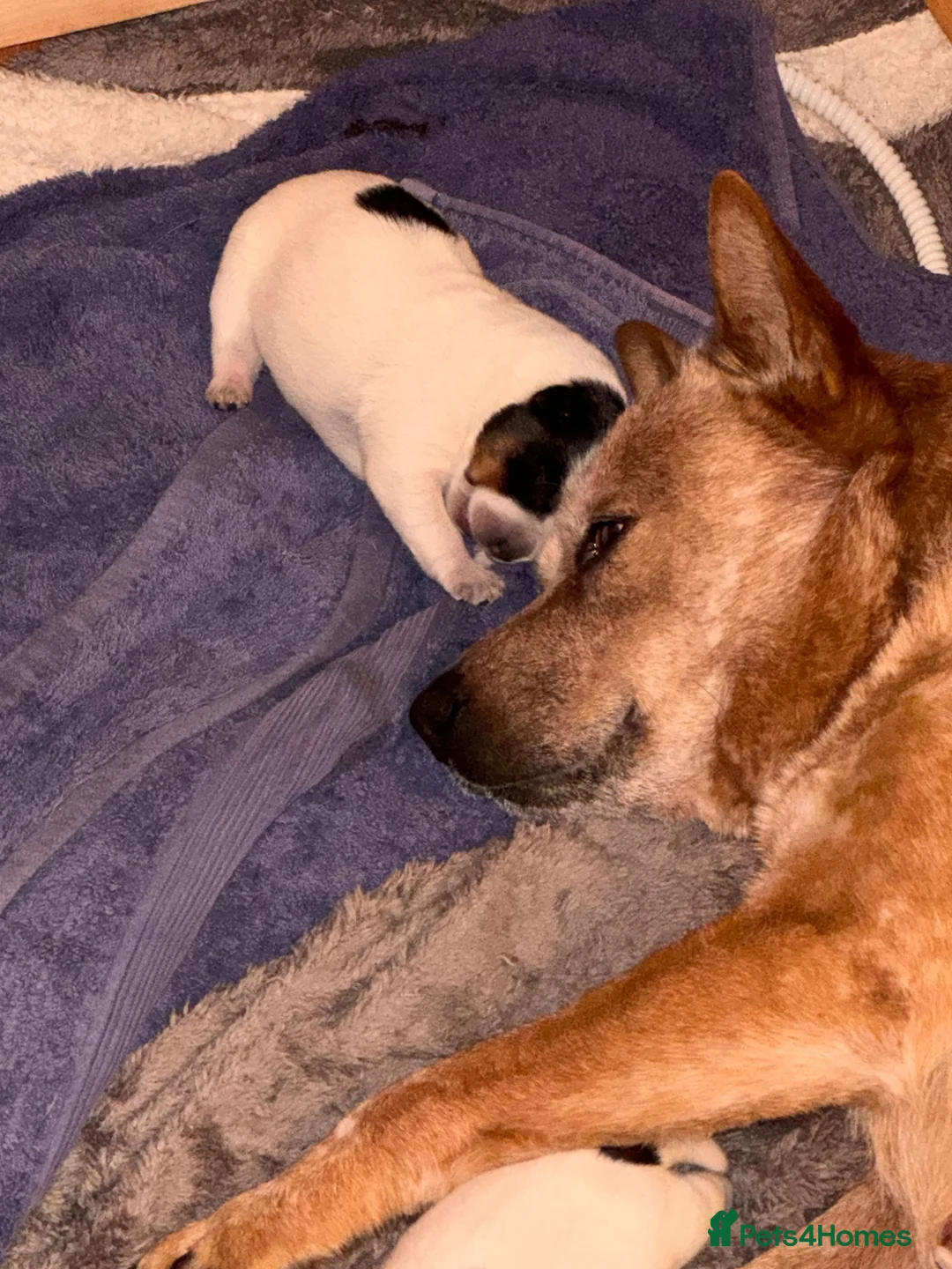 Australian Cattle Dog dogs for sale: Australian Cattle Dog Puppies For Sale - Advert 19
