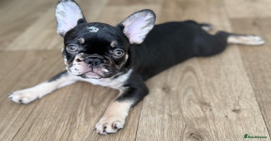 French Bulldog dogs - Advert 7