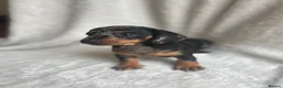 Miniature Dachshund dogs for sale: Miniture dachshund girl - Advert 5