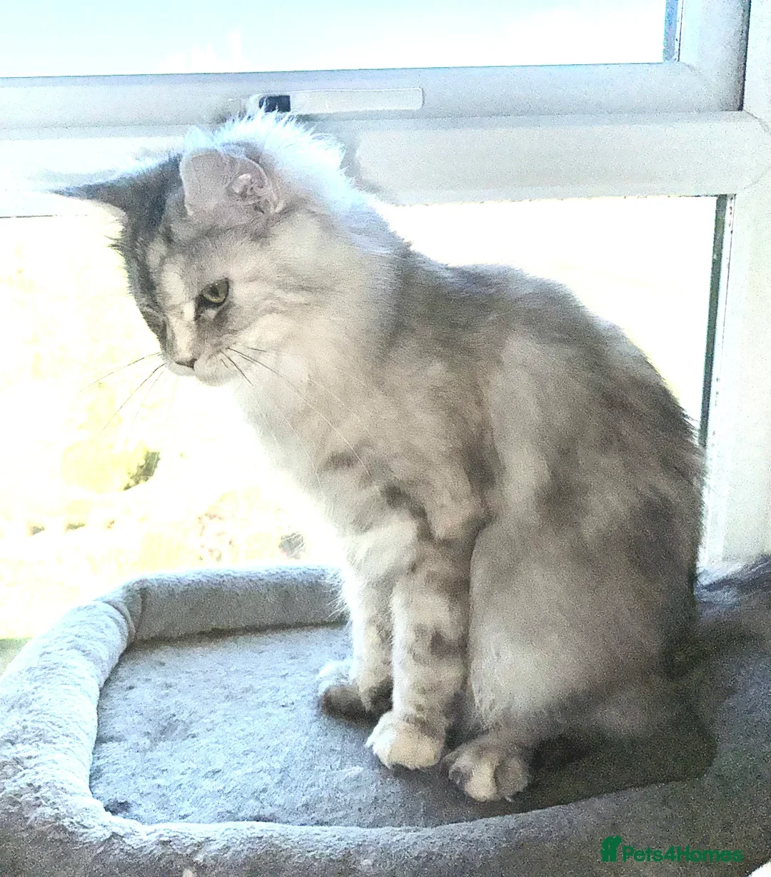 Maine Coon cats for sale: 2 imported Active Girls  - Image 3