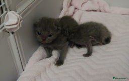 British Shorthair cats for sale: Solid Blue & Blue Golden Spotted Tabby Kittens - Image 10