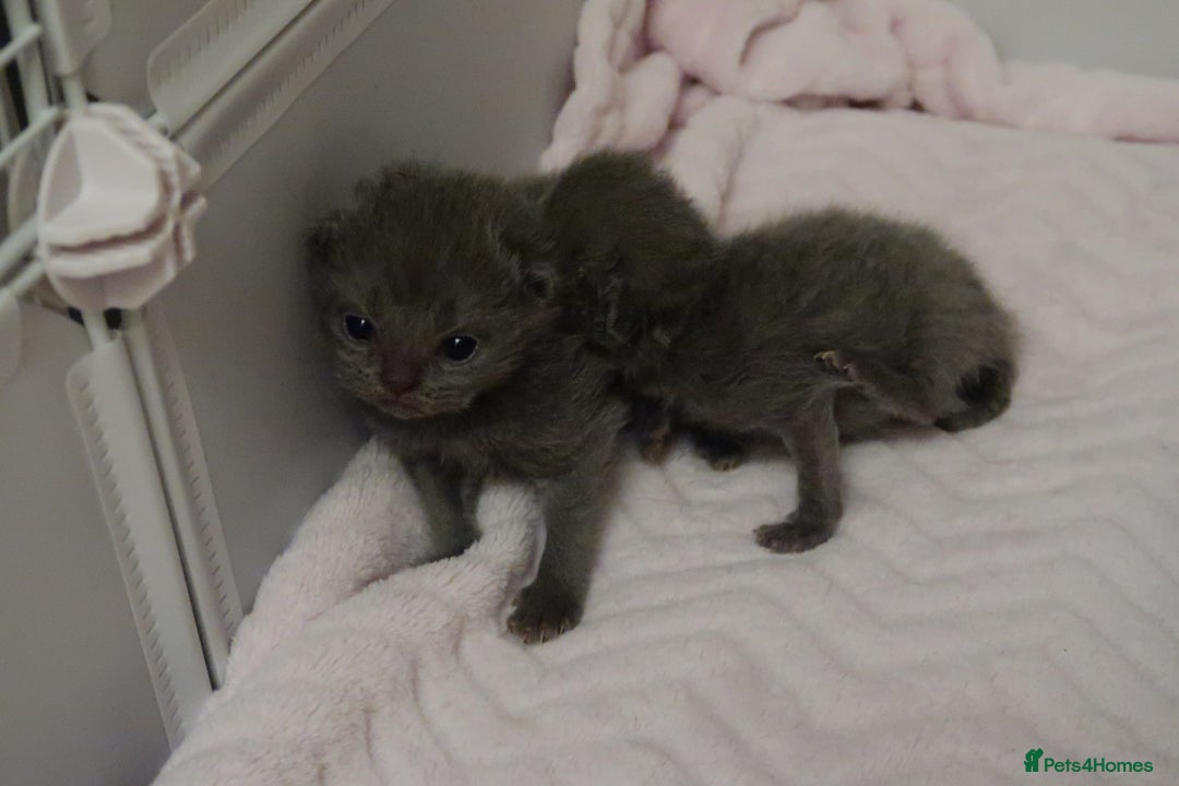 British Shorthair cats for sale: Solid Blue & Blue Golden Spotted Tabby Kittens - Image 10
