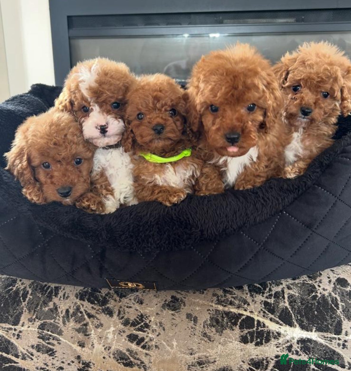 Cavapoochon dogs Mini micro cavapooshon  - Advert 1