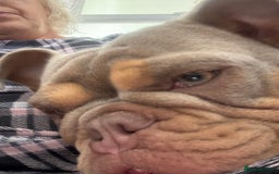 English Bulldog dogs for sale: English bulldog for sale - Image 2