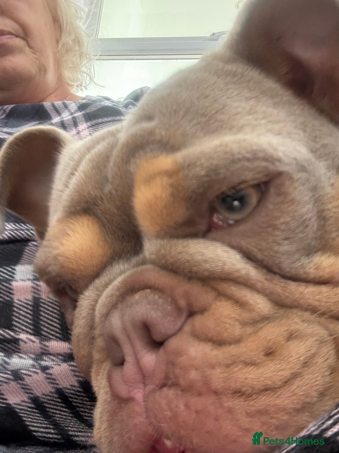 English Bulldog dogs for sale: English bulldog for sale - Image 2