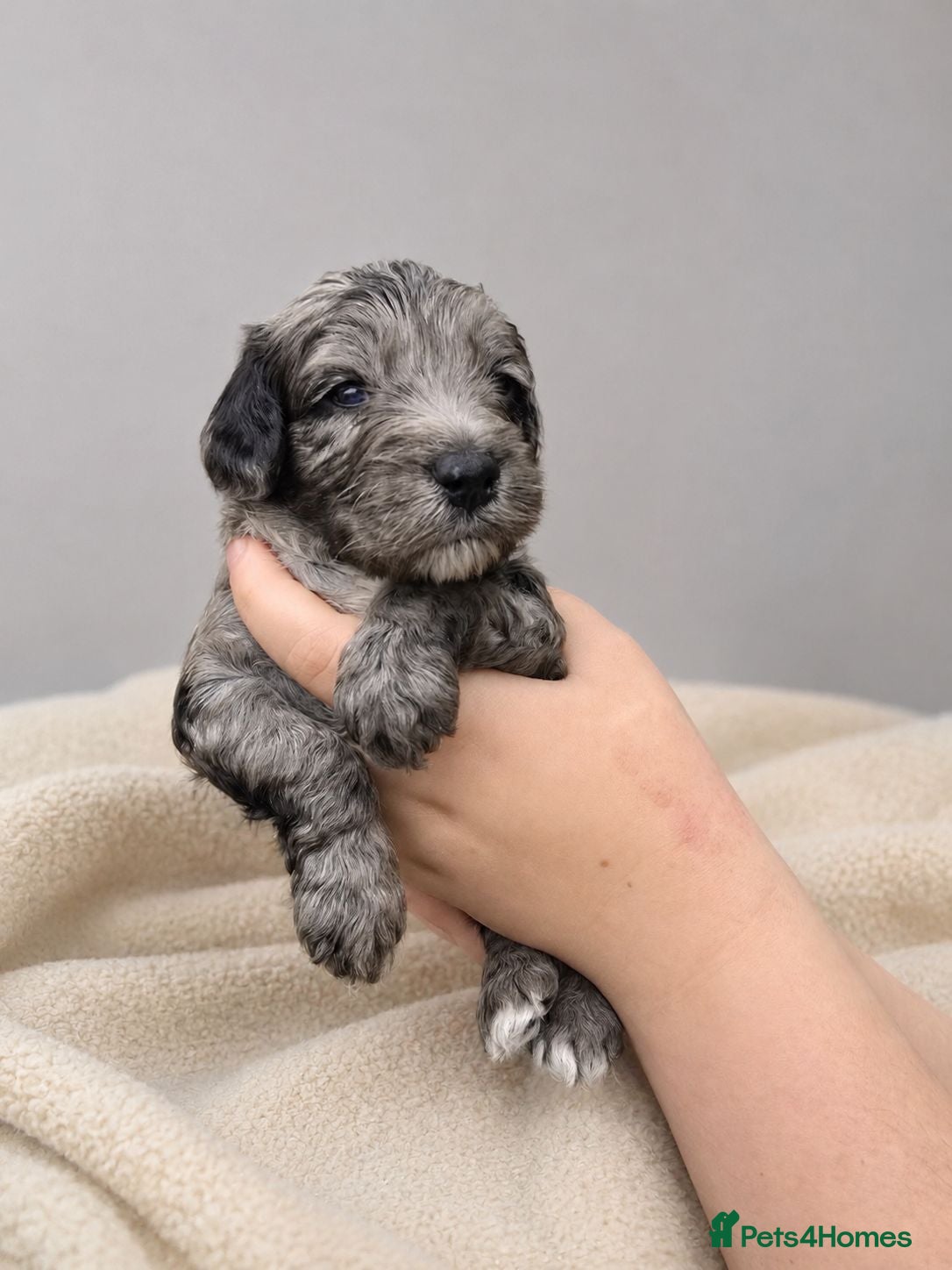 Cockapoo dogs Merles Apricots Parti Most loved Cockapoo Puppies - Advert 1