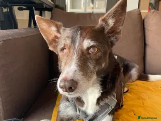 Ibizan Hound dogs Bico - Advert 17