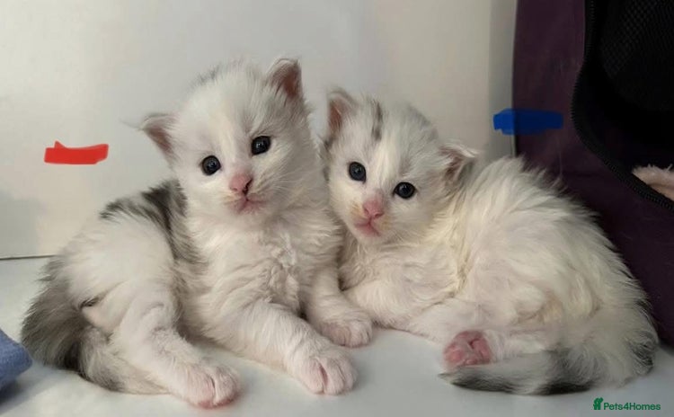 Maine Coon cats - Advert 14