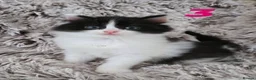 Mixed Breed cats for sale: Semi and long haired from Ragdoll mix Ginger White - Advert 11
