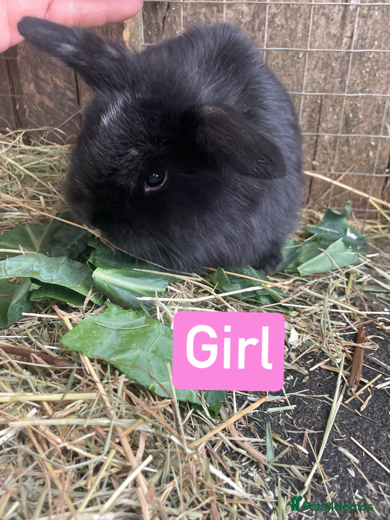 Mini Lop rabbits for sale: Beautiful mini lop babies - Advert 8