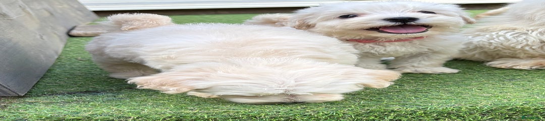 Cockapoo Puppy 4