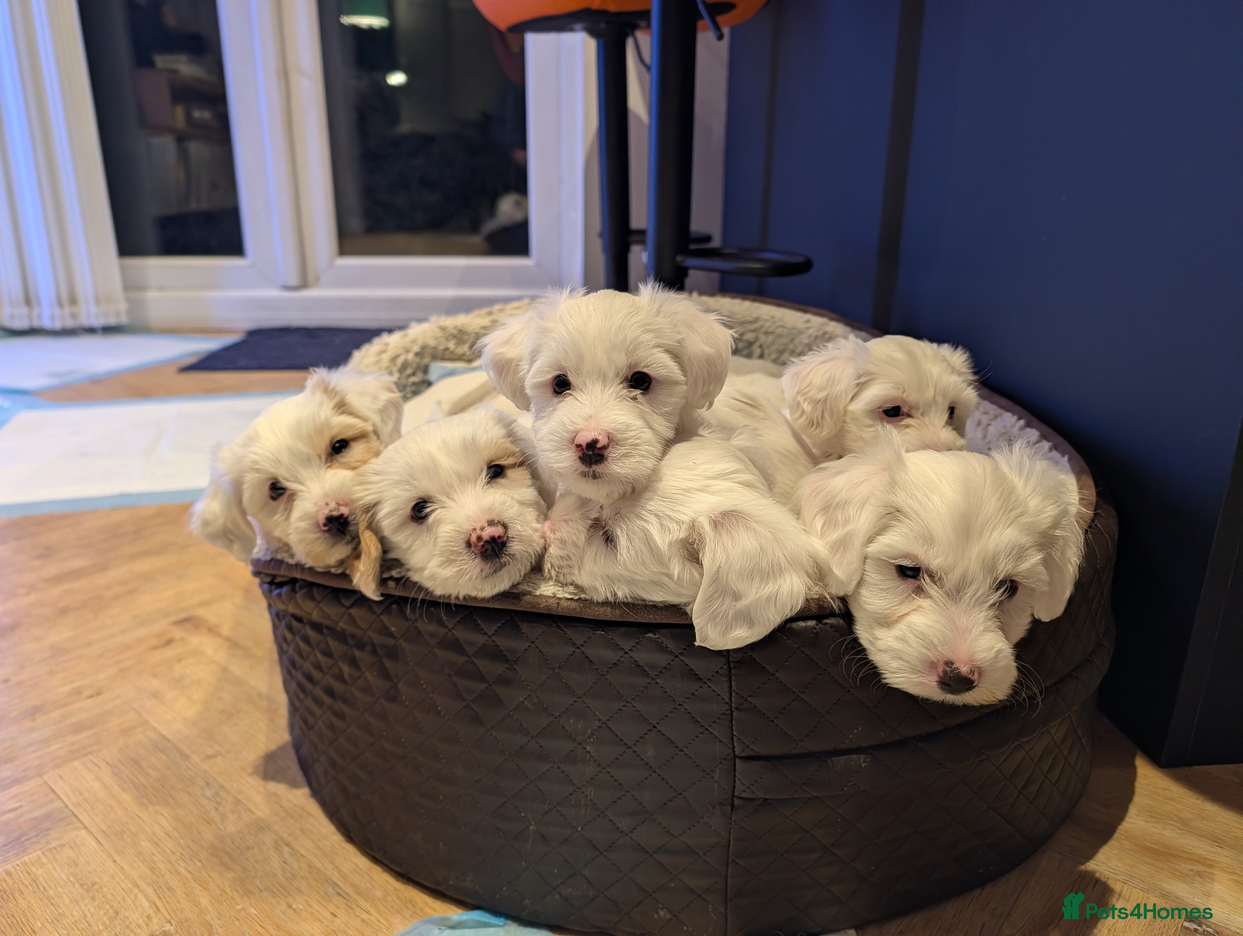 Tibetan Terrier dogs Healthy, Vet-Checked Pups Looking for Loving Homes - Advert 1