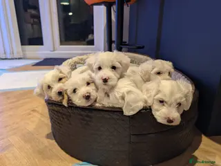 Tibetan Terrier dogs Healthy, Vet-Checked Pups Looking for Loving Homes - Advert 1