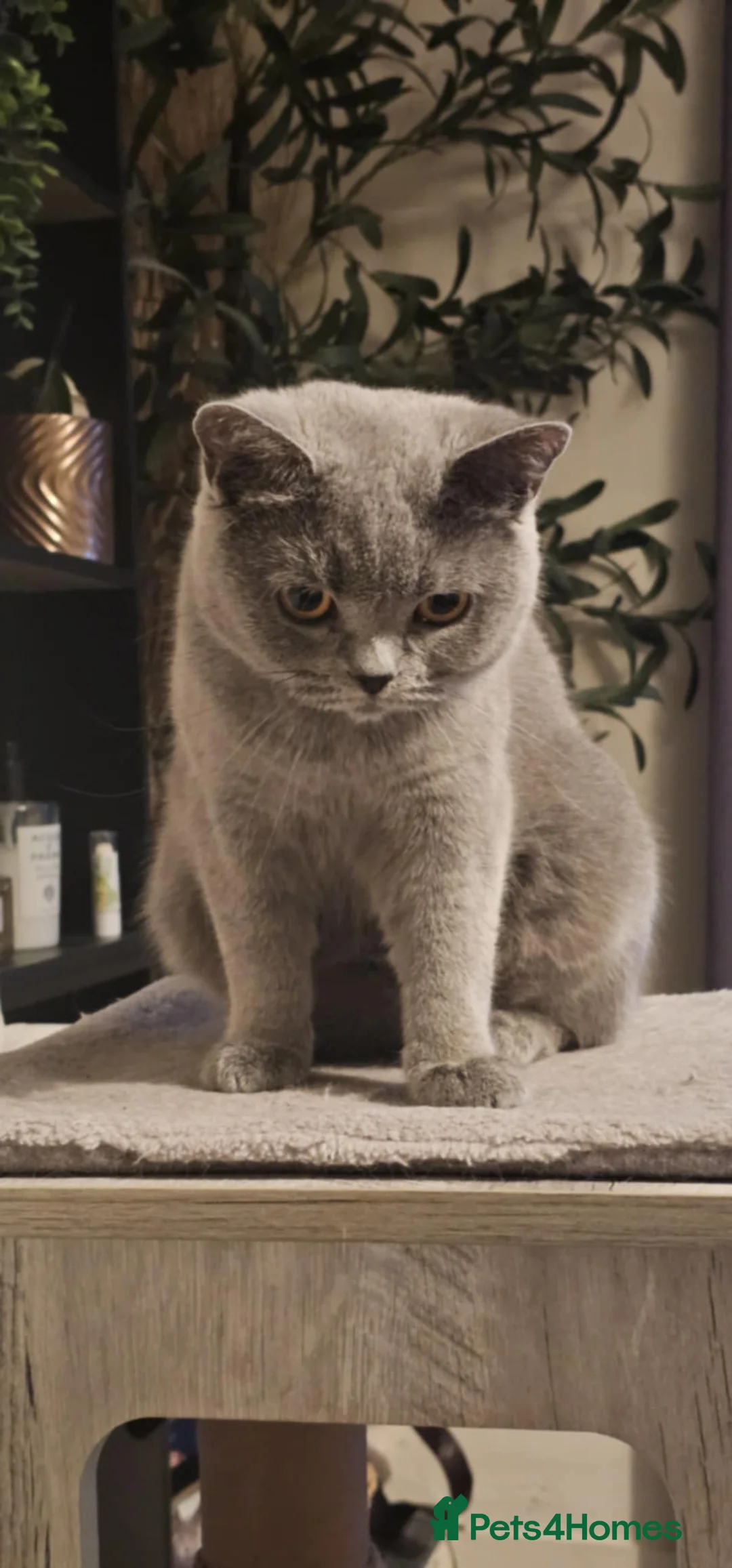 British Shorthair cats for sale: GCCF British Shorthair Girl - Advert 2
