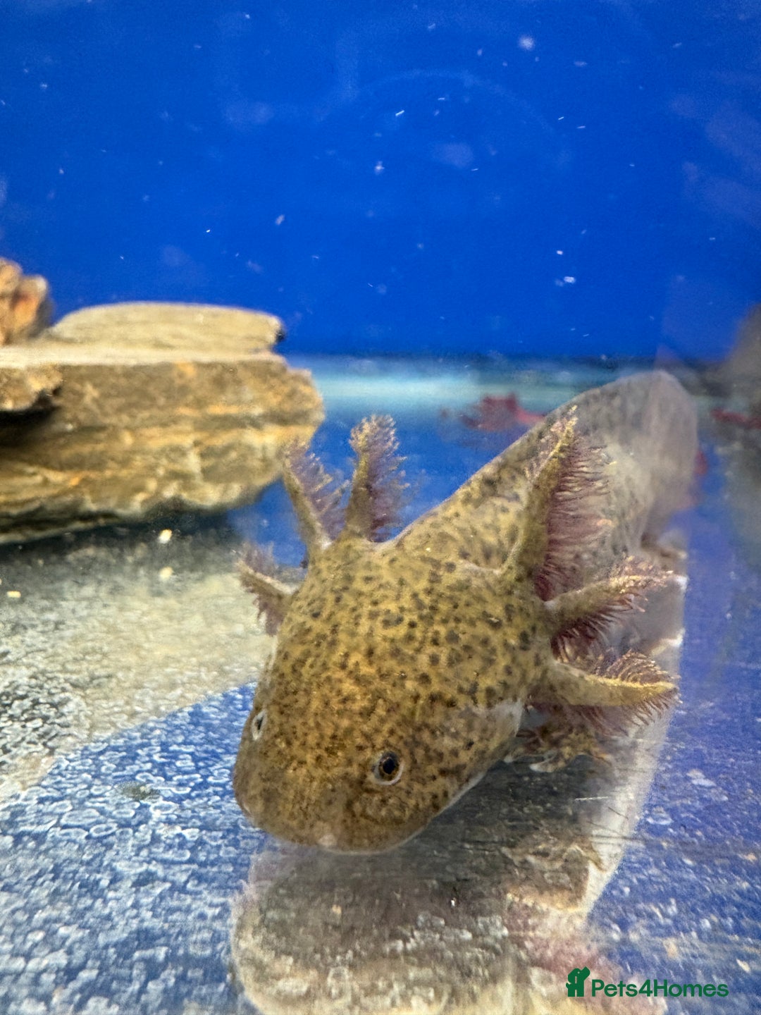 Axolotl reptiles for sale: Adorable Axolotls  - Advert 10