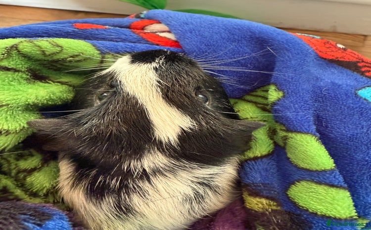 Guinea Pig rodents - Advert 1
