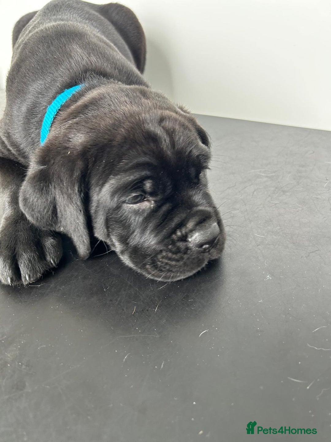 Mixed Breed dogs for sale: Adorable Rottweiler Dogue de Bordeaux x Cane Corso - Image 6