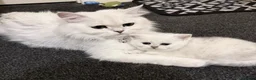 British Shorthair cats for sale: GCCF Champion Lines British Shorthair Black Tipped - Advert 16