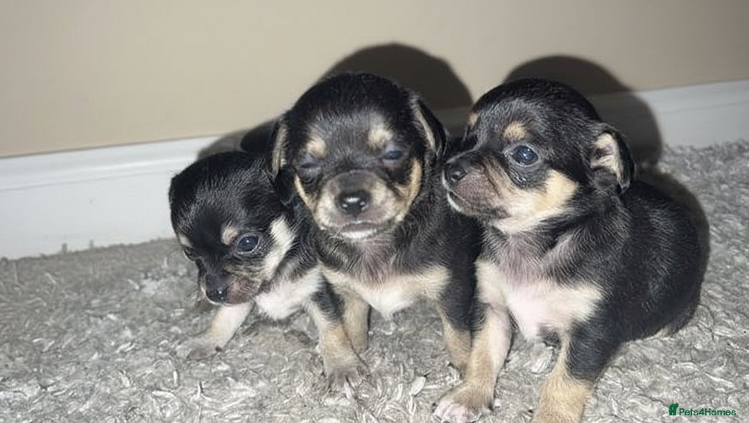 Chihuahua dogs for sale: Chihuahua Puppies  - Advert 7
