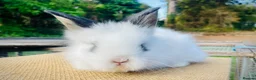 Lionhead rabbits for sale: Stunning double maned lionhead rabbits - Advert 10