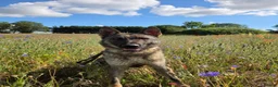 German Shepherd dogs for sale: Working line german shepherd puppies - Advert 29