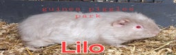 Guinea Pig rodents for sale: Baby female guinea pigs - Advert 8