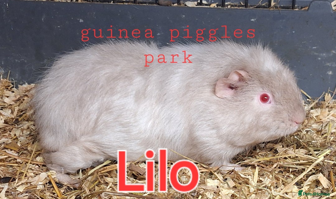 Guinea Pig rodents for sale: Baby female guinea pigs - Advert 8