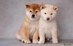 Japanese Shiba Inu dogs for sale: Beautiful Cream Shiba Inu boy for sale  - Image 26