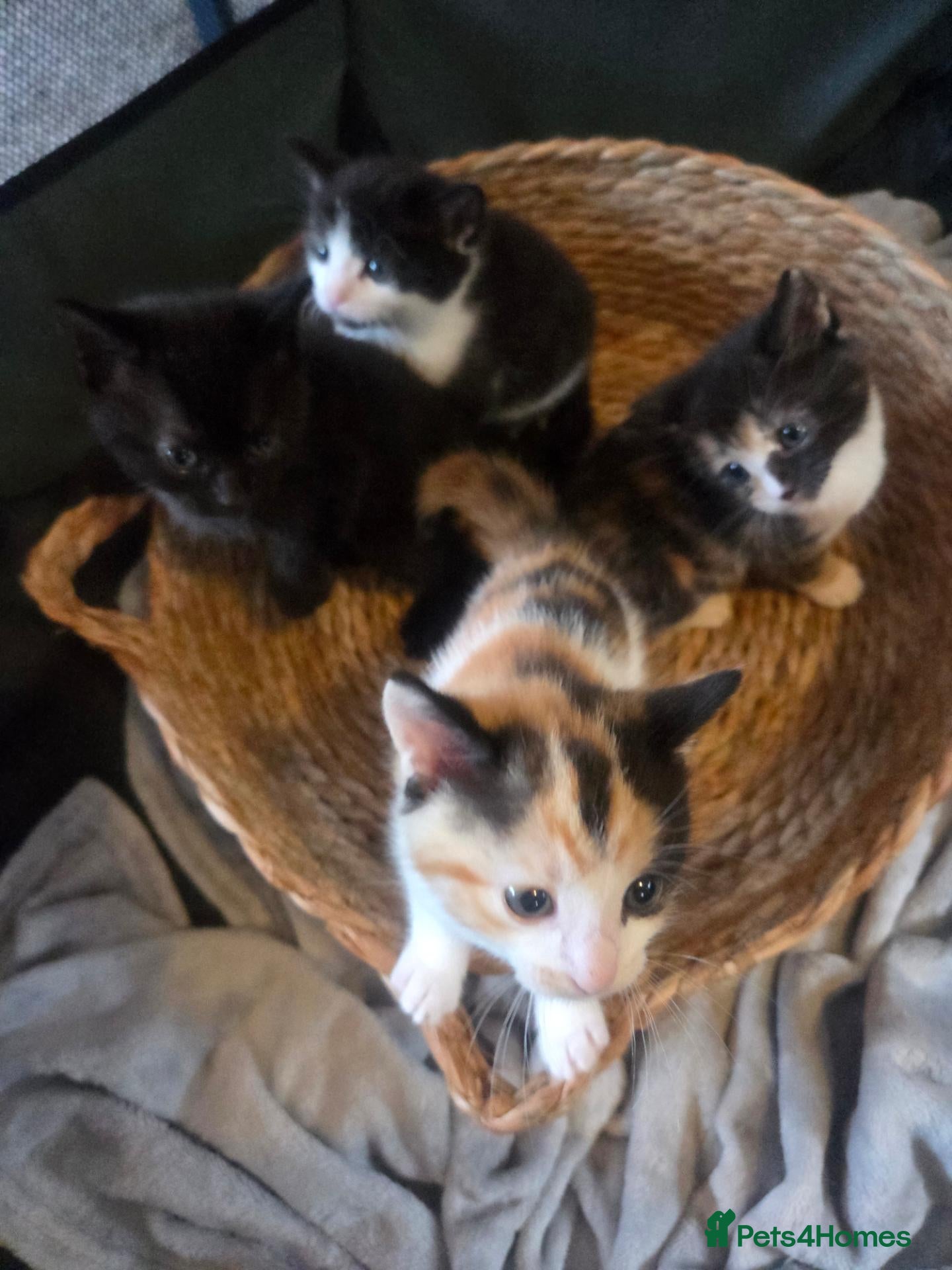 Mixed Breed cats Kittens  - Advert 2