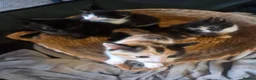 Mixed Breed cats for sale: Kittens  in Erskine - Advert 1