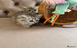 British Longhair cats for sale: British Long Hair Kittens - Image 13