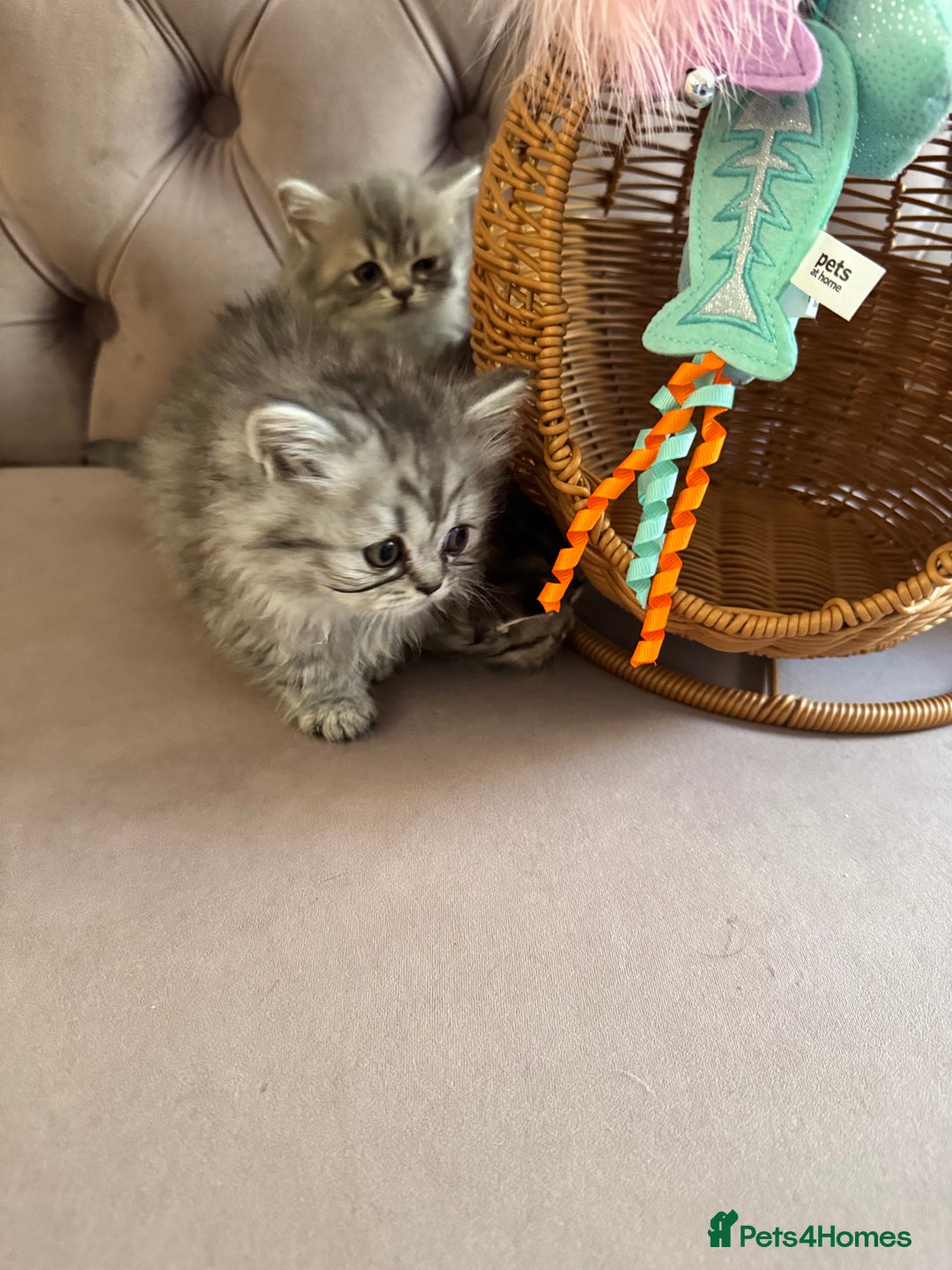 British Longhair cats for sale: British Long Hair Kittens - Image 13