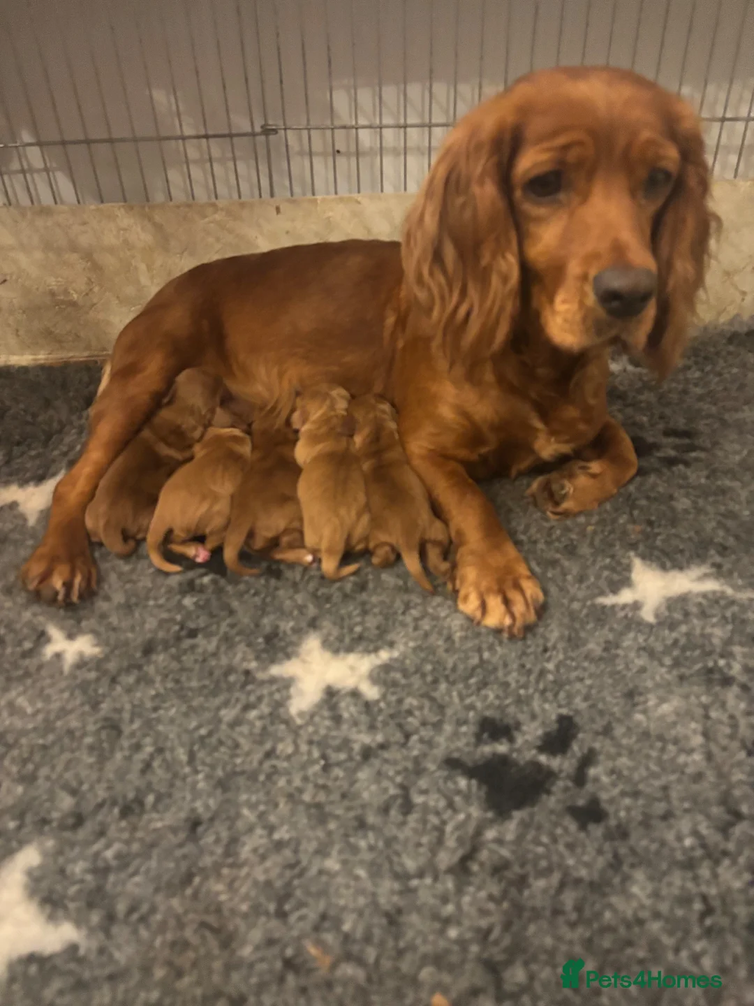 Cocker Spaniel dogs for sale: Working cocker spaniel puppies  - Advert 1