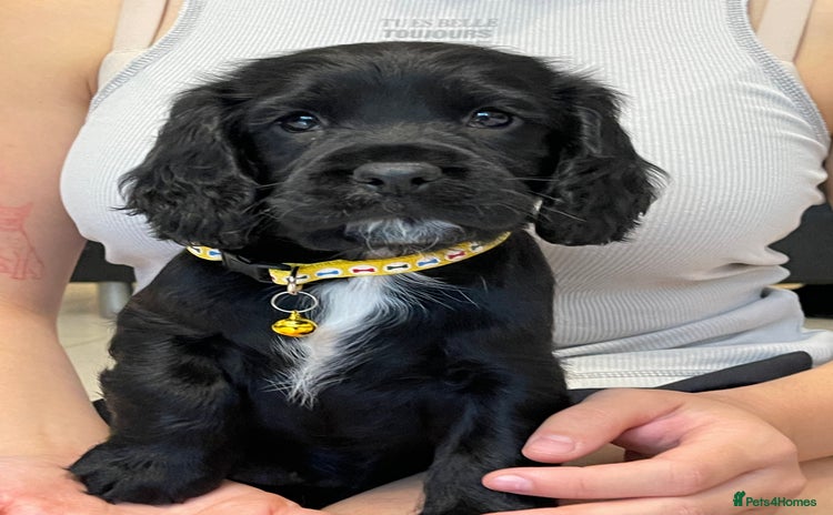 Sprocker dogs - Advert 8