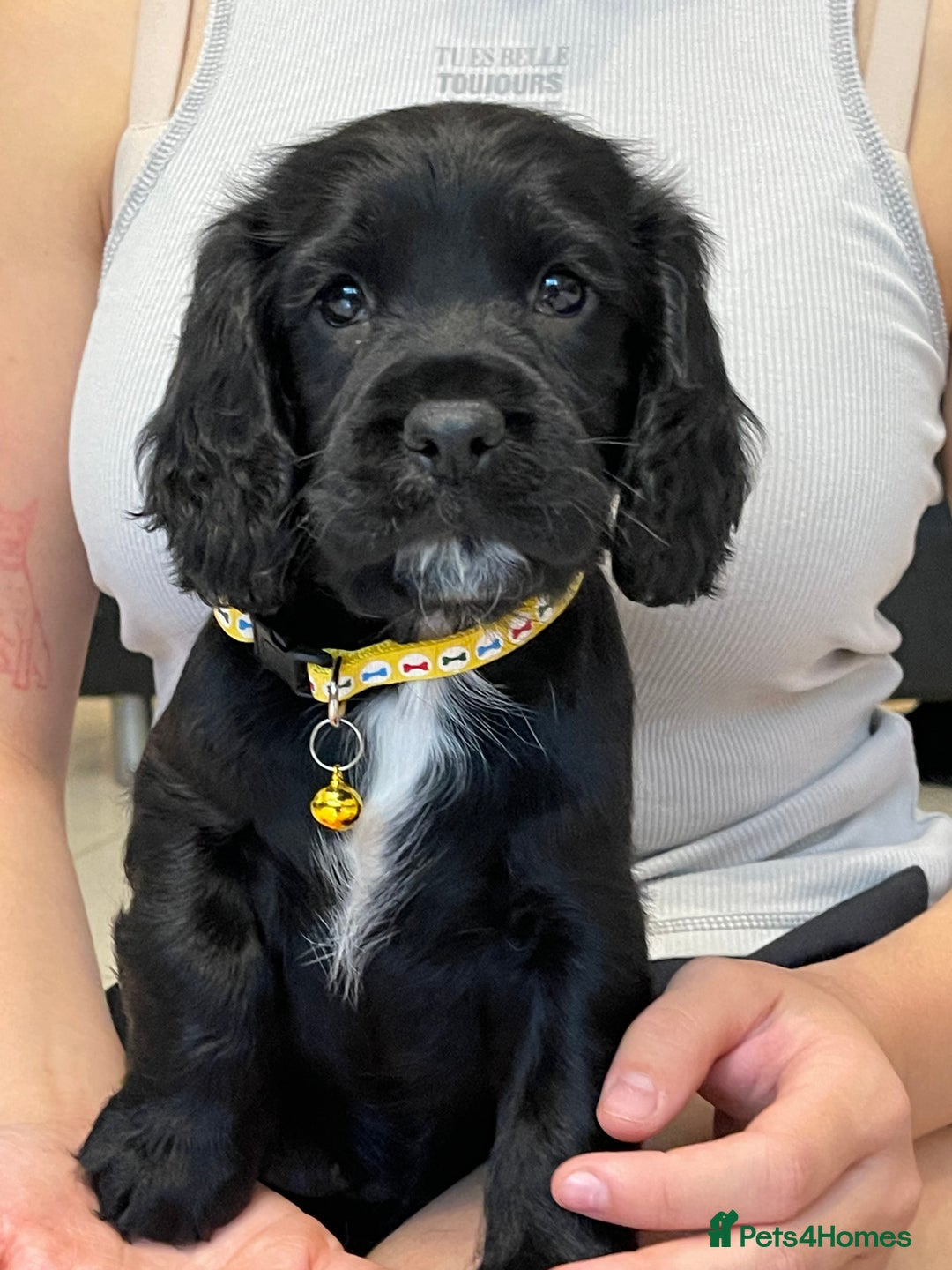 Sprocker dogs for sale: Beautiful Sprocker puppies HEALTH TESTED PARENTS - Image 1