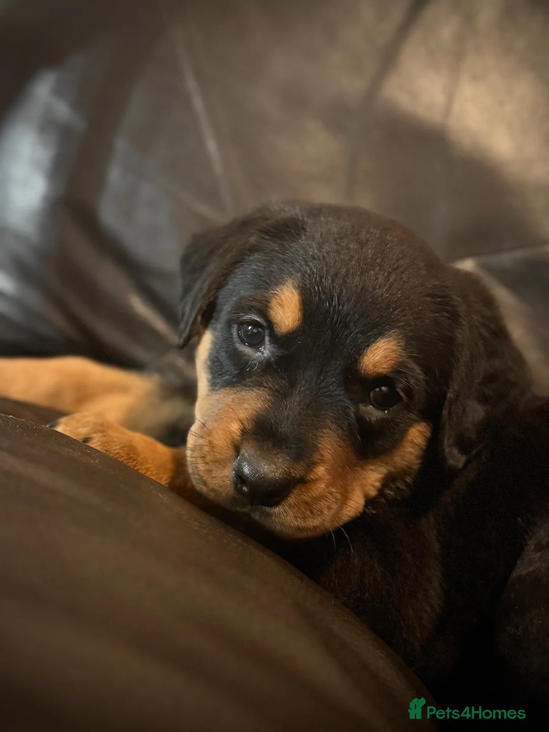 Rottweiler dogs for sale: Rottweiler Puppies Available – 2 Girls & 1 Boy 🐾 - Advert 2
