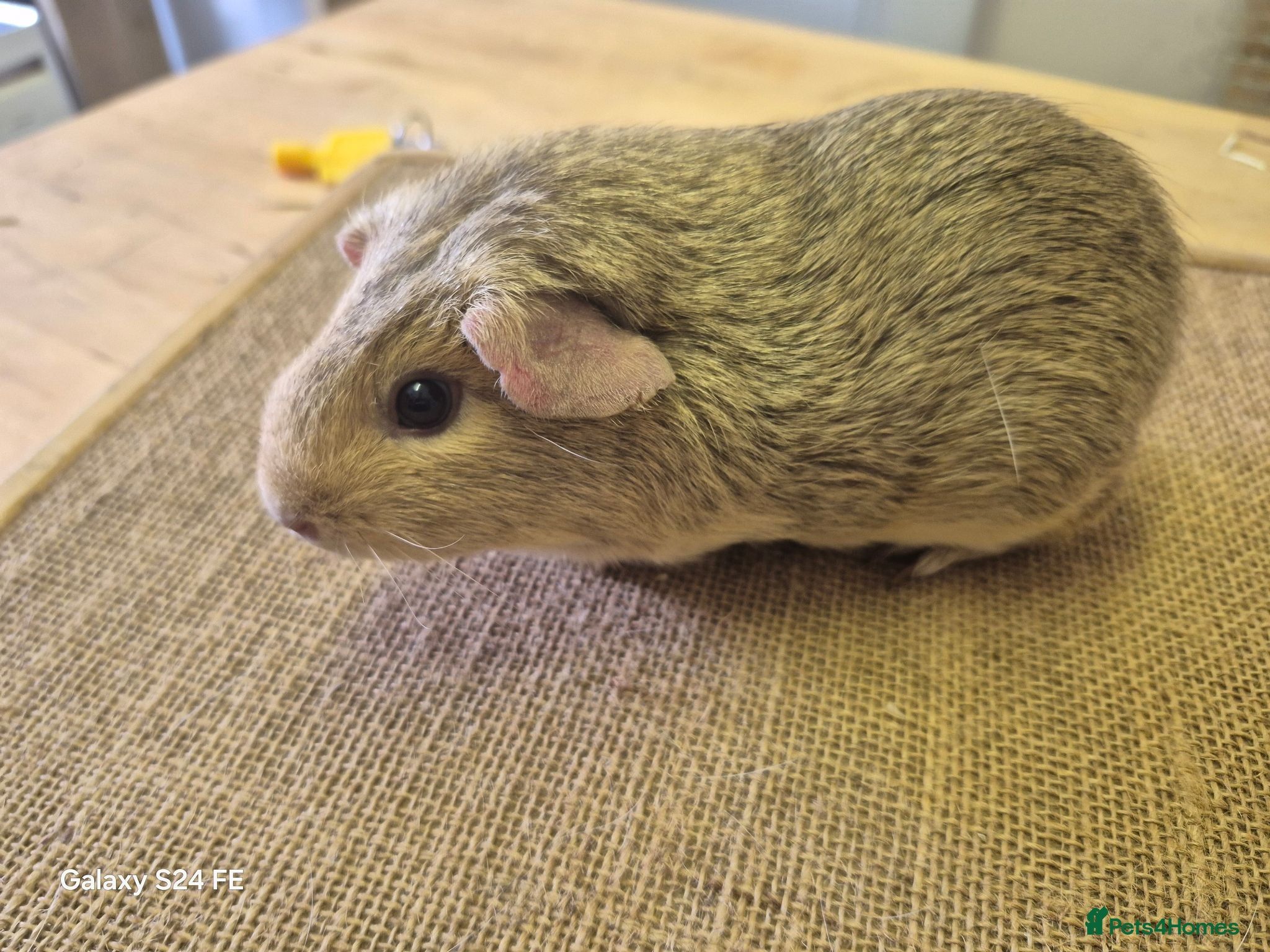 Guinea Pig rodents Sows available  - Advert 3