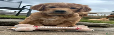 Golden Retriever 2