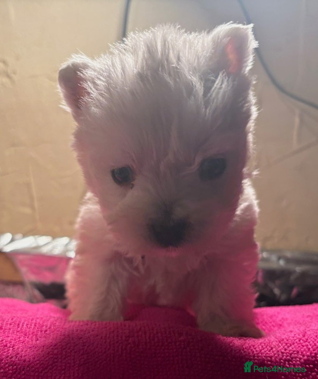 West Highland Terrier dogs for sale: Winsome Westies from a 5 Star Registered Breeder  - Advert 12