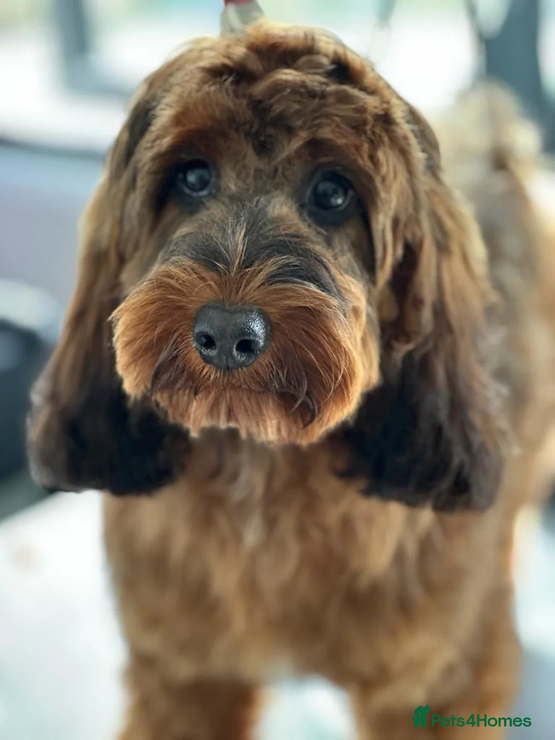 Gallery Image {{count}}