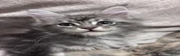 Maine Coon cats for sale: 9 Beautiful Maine Coon Kittens CHAMPION BLOOD LINE - Advert 18