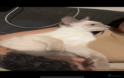 Siamese cats for sale: Siamese cats  - Image 4