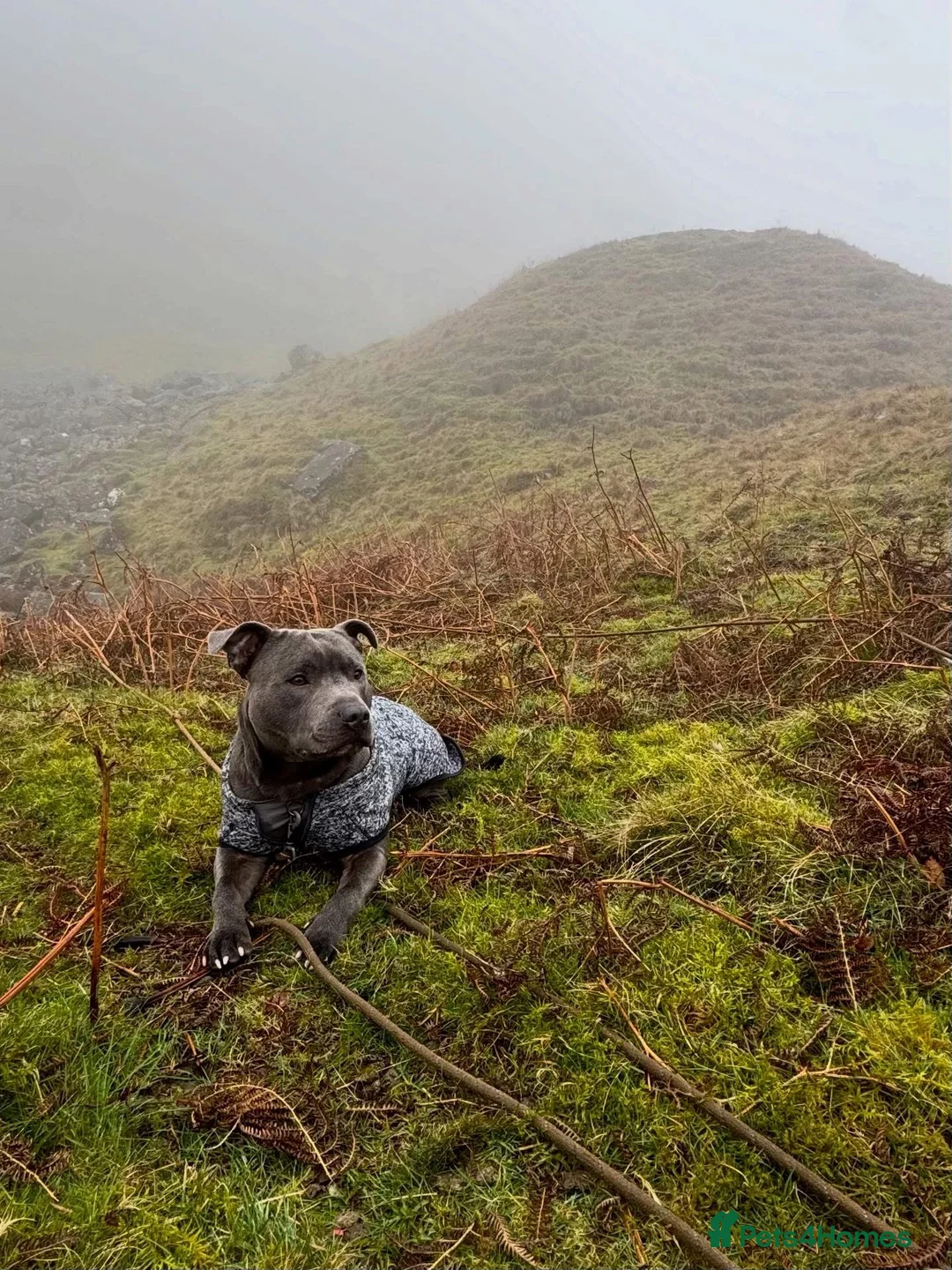 Staffordshire Bull Terrier dogs for stud: Blue Staffordshire bull terrier for stud💙 - Advert 2