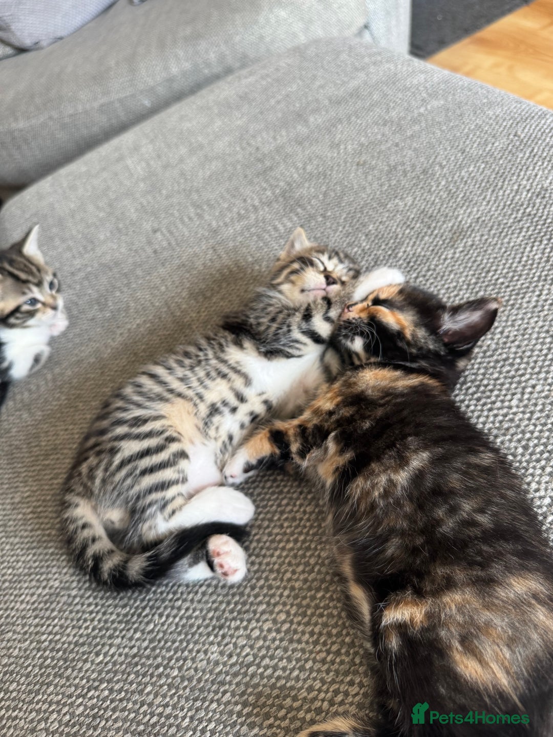 Mixed Breed cats for sale: Mixed Ragdoll / Tabby Adorable Kittens  - Image 22