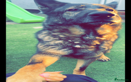 German Shepherd dogs for sale: Male sable shepherd  - Image 2