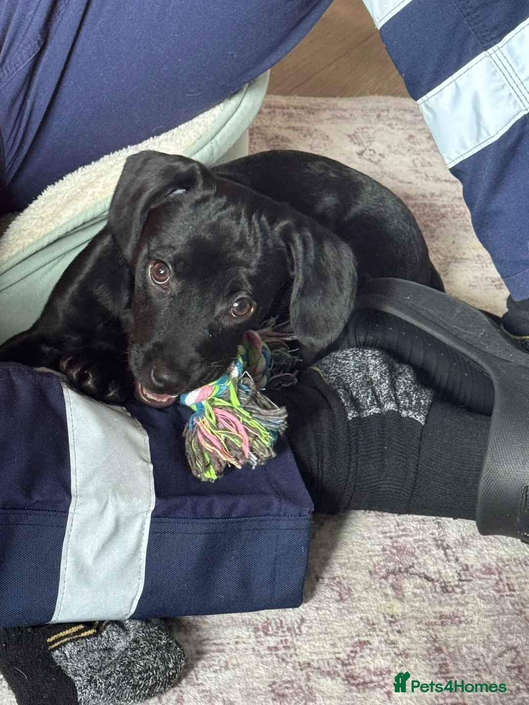 Mixed Breed dogs for sale: Dottie female  - Advert 1