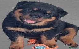 Rottweiler dogs for sale: 4 pups left, extensively health tested parents - Image 11