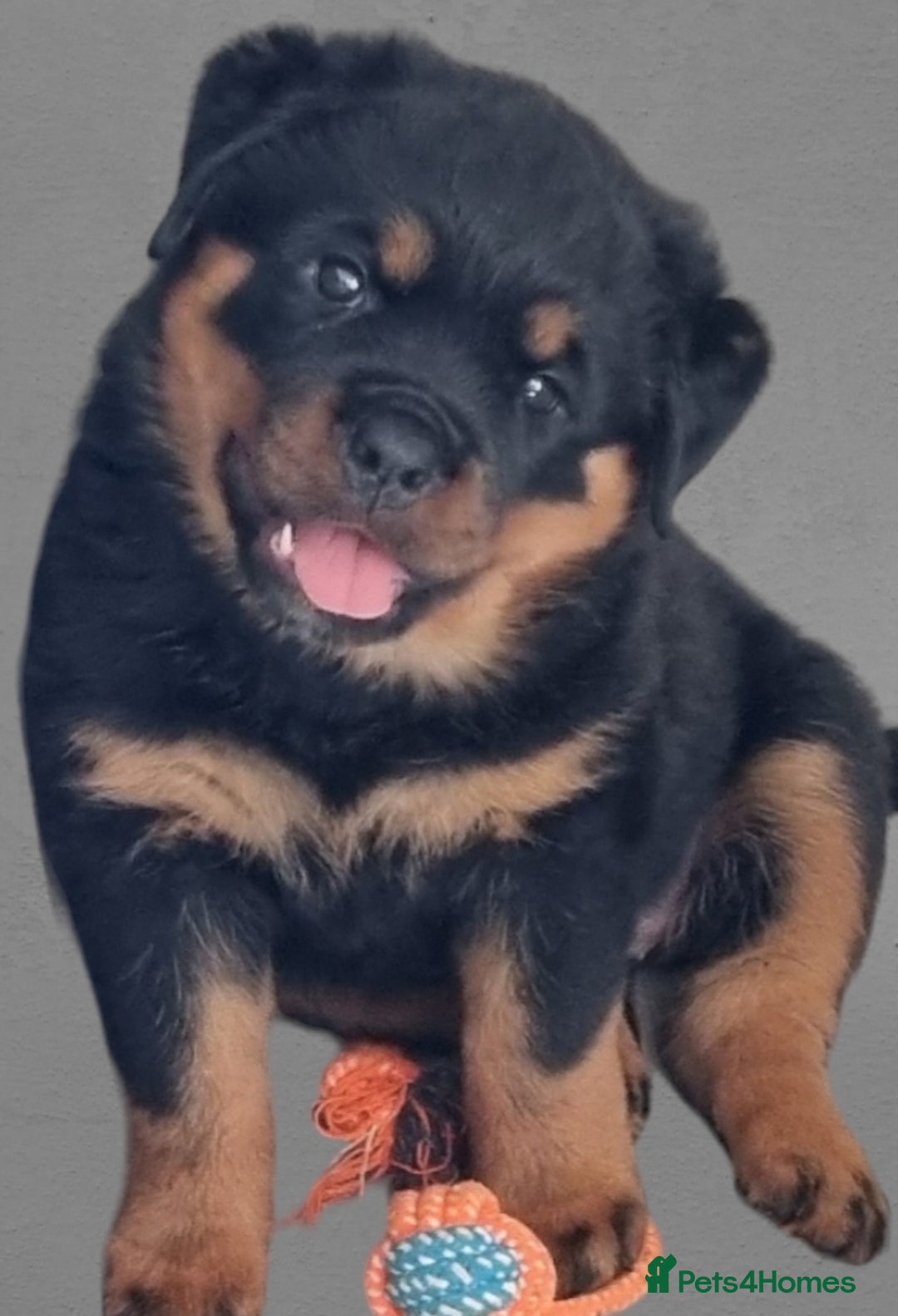 Rottweiler dogs for sale: 4 pups left, extensively health tested parents - Image 11