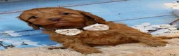 Cavapoo dogs for sale: Red cavapoos in Baldock - Advert 8