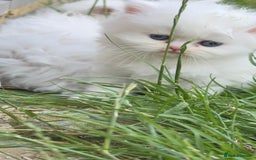 British Longhair cats for sale: 6 Adorable British ShortHair X LongHair kittens .  - Image 9